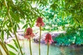 The etlingera exotic pink flower in nature