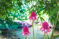 The etlingera exotic pink flower in nature