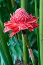 Etlingera flower Fresh