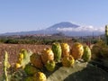 etna beauty and India coolies giants