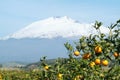 Etna oranges