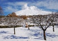 Etna Park Snowcovered Orchard, Sicily