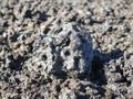 Etna volcano lapillus lava detail