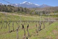 Etna volcano with vineyards Sicily Italy Royalty Free Stock Photo