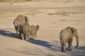 In Africas oldest wildlife national park there are lots of elephants Royalty Free Stock Photo