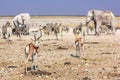 Etosha elephants springboks Royalty Free Stock Photo