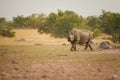 Etosha landscape. Endangered Black rhinoceros, Diceros bicornis. Direct, low angle view on rhino in dry savanna staring at camera