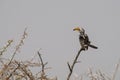 Yellowbilled hornbill - Toktok - Etosha, Namibia. Royalty Free Stock Photo