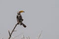 Yellowbilled hornbill - Toktok - Etosha, Namibia. Royalty Free Stock Photo