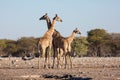 Etosha, Namibia, June 19, 2019: A family of giraffes stands in the middle of a rocky desert. In the background bush and blue sky