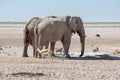 Etosha, Namibia, June 19, 2019: Two adult elephants stand at a small watering hole in the rocky desert with oryx and Royalty Free Stock Photo