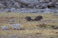 Etosha, Namibia, June 19, 2019: Two gray partridges graze on a green lawn in the stony desert