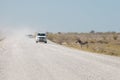 Etosha, Namibia, June 19, 2019: A zebra stands on the side of a road that runs through a rocky desert and waits for cars to pass