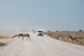 Etosha, Namibia, June 19, 2019: Zebras cross the road that passes through the rocky desert in front of the jyp column