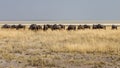 A herd of wildebeest crosses the savannah with Etosha`s pan in the background, Namibia. Royalty Free Stock Photo