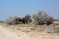 Etosha, Namibia, September 19, 2022: A big old elephant stands near the thickets and grazes. Rocky dry desert. Nature reserve