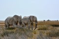 Etosha, Namibia, September 19, 2022: Two big old elephants walking on dry grass in the desert against a clear sky Royalty Free Stock Photo