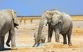 Etosha National Park Bull Elephants with giraffe in the distance Royalty Free Stock Photo