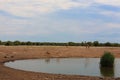 Etosha panorama Royalty Free Stock Photo