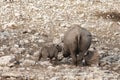Etosha Rhino Royalty Free Stock Photo