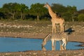 Etosha waterhole, Namibia