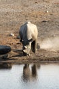 Etosha Waterhole Rhino Royalty Free Stock Photo