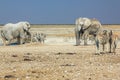 Etosha zebras elephants Royalty Free Stock Photo