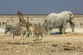 Etosha zebras giraffes Royalty Free Stock Photo