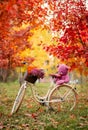 etro white bicycle with a basket of flowers and a toy on the trunk stands in an autumn park near yellowed trees. Red maples