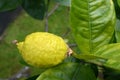 Etrog grow on a tree Royalty Free Stock Photo