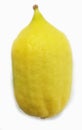 Etrog for the Jewish holiday, Sukkot