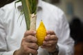 Etrog, lulav, adaasa, arava