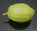 Etrog ritual fruit Royalty Free Stock Photo