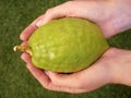 Etrog ritual fruit in the palm of your hand Royalty Free Stock Photo