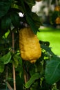 An Etrog is yellow citron used by Jews during holiday of Sukkot, as one of the four species