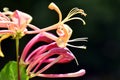 Etruscan honeysuckle in bloom (Lonicera etrusca)