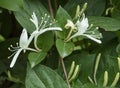 close-up: Etruscan honeysuckle bush with long white flowers