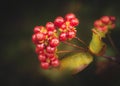 Etruscan Honeysuckle Fruits, Lonicera Etrusca