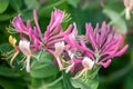 Etruscan honeysuckle - Lonicera etrusca - beautiful flowers