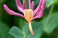 Etruscan honeysuckle - Lonicera etrusca - beautiful flowers