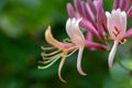Etruscan honeysuckle - Lonicera etrusca - beautiful flowers