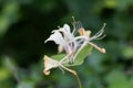 Etruscan honeysuckle Lonicera etrusca