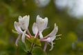 Etruscan honeysuckle Lonicera etrusca