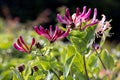 Etruscan Honeysuckle on display in a garden in Hanmer