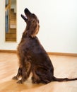 Etter sitting on parquet floor