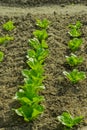 Ettuce, chard, spinach, watercress salad and a very valuable plant him eat and cook a lot of different salads