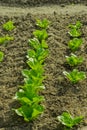 Ettuce, chard, spinach, watercress salad and a very valuable plant him eat and cook a lot of different salads Royalty Free Stock Photo