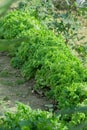 Ettuce, chard, spinach, watercress salad and a very valuable plant him eat and cook a lot of different salads