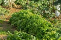 Ettuce, chard, spinach, watercress salad and a very valuable plant him eat and cook a lot of different salads