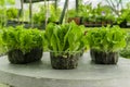 Ettuce, chard, spinach, watercress salad and a very valuable plant him eat and cook a lot of different salads Royalty Free Stock Photo